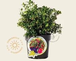 Vaccinium vitis-idaea 'Fireballs'