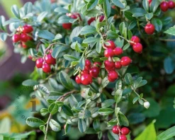 Vaccinium vitis-idaea 'Koralle'