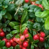 Vaccinium vitis-idaea 'Red Candy'