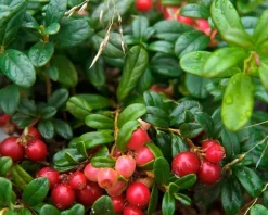 Vaccinium vitis-idaea 'Red Candy'