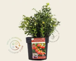 Vaccinium vitis-idaea 'Red Candy'