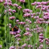 Verbena bonariensis