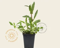 Verbena bonariensis