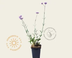 Verbena bonariensis 'Lollipop'