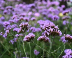 Verbena bonariensis 'Lollipop'