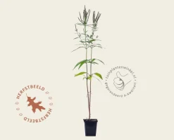 Verbena hastata
