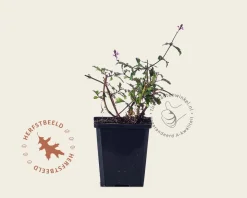 Verbena officinalis 'Bampton'