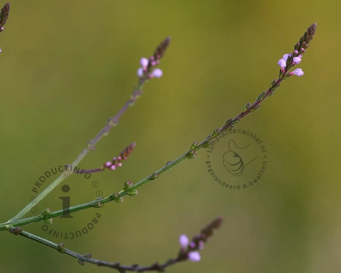Verbena officinalis 'Bampton'