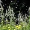 Veronicastrum virginicum 'Album'