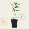 Veronicastrum virginicum 'Fascination'