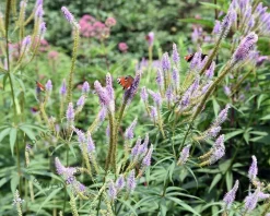 Veronicastrum virginicum 'Fascination'