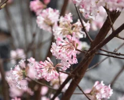 Viburnum bodnantense 'Charles Lamont' - XL