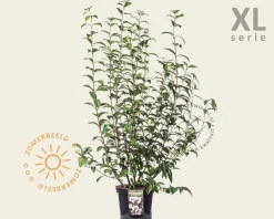 Viburnum bodnantense 'Charles Lamont' - XL