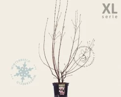 Viburnum bodnantense 'Charles Lamont' - XL