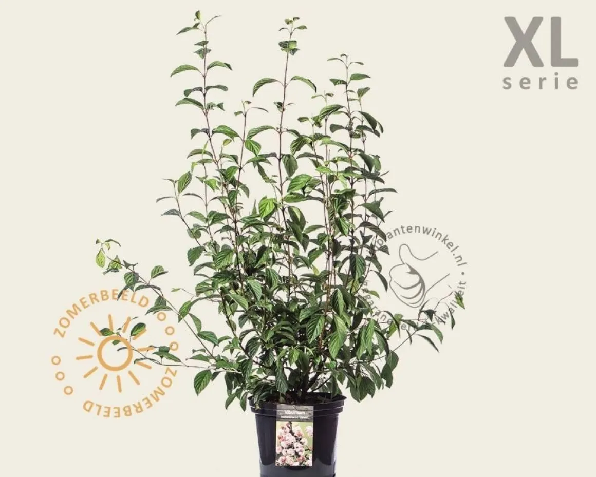 Viburnum bodnantense 'Dawn' - XL
