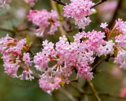 Viburnum bodnantense 'Dawn' - XL