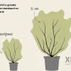Viburnum burkwoodii - XL