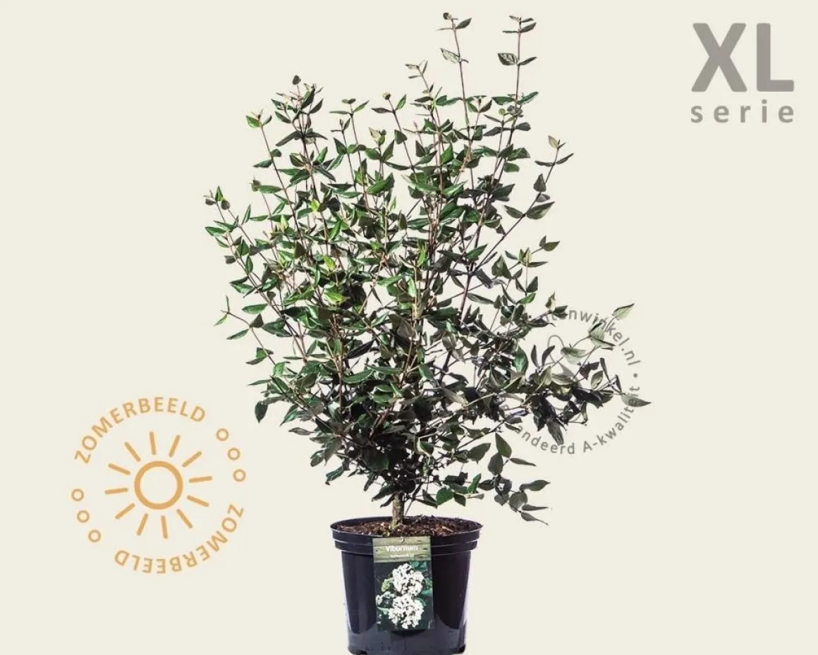 Viburnum burkwoodii - XL