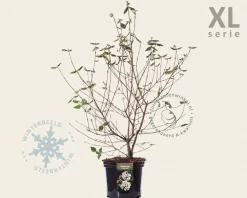 Viburnum burkwoodii - XL