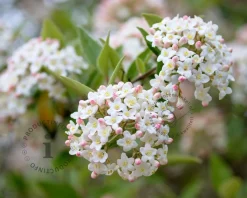 Viburnum burkwoodii - XL+