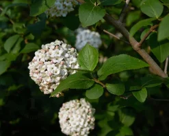 Viburnum carlcephalum - XL