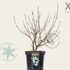 Viburnum carlesii - XL