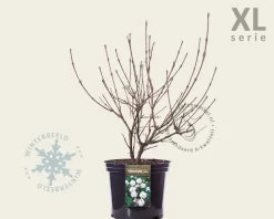 Viburnum carlesii - XL