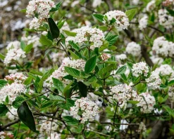 Viburnum carlesii - XL