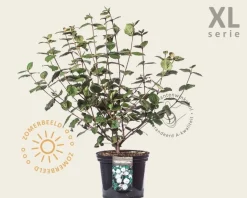 Viburnum carlesii - XL