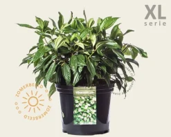 Viburnum davidii - XL