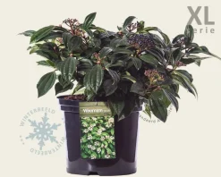 Viburnum davidii - XL