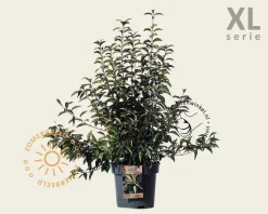 Viburnum farreri 'December Dwarf' - XL