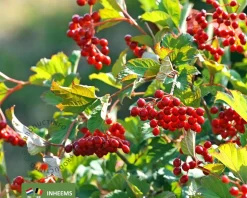 Viburnum opulus - blote wortel