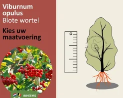 Viburnum opulus - blote wortel