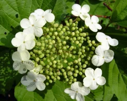Viburnum opulus 'Compactum'