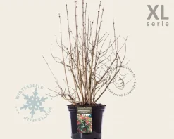 Viburnum opulus 'Compactum' - XL