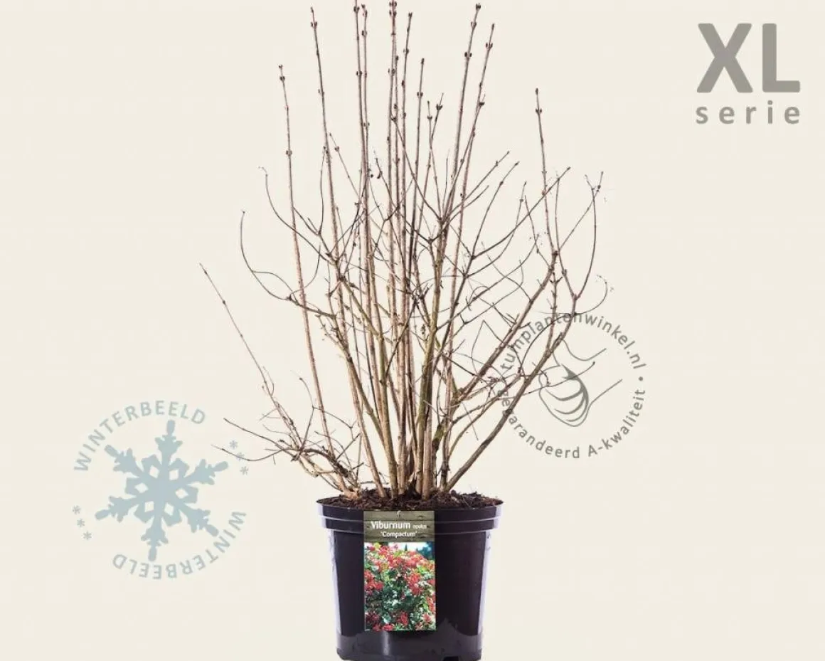 Viburnum opulus 'Compactum' - XL