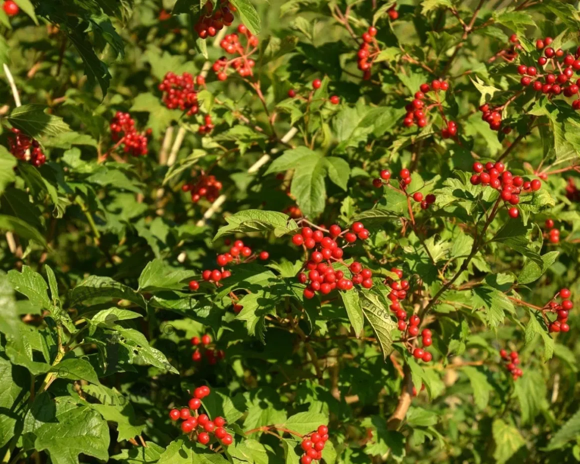 Viburnum opulus 'Compactum' - XL
