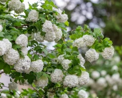 Viburnum opulus 'Roseum'