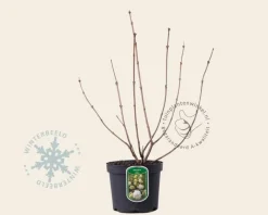 Viburnum opulus 'Roseum'