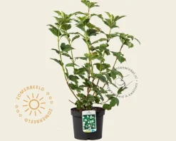 Viburnum opulus 'Roseum'