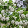 Viburnum opulus 'Roseum' - XL+