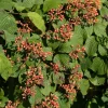 Viburnum plicatum 'Cascade'