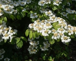 Viburnum plicatum 'Cascade'