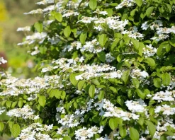 Viburnum plicatum 'Kilimandjaro'
