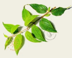 Viburnum plicatum 'Kilimandjaro' - XL+