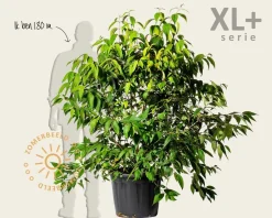 Viburnum plicatum 'Kilimandjaro' - XL+