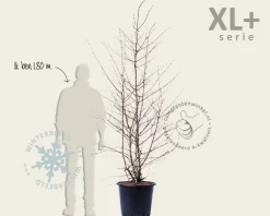 Viburnum plicatum 'Kilimandjaro' - XL+