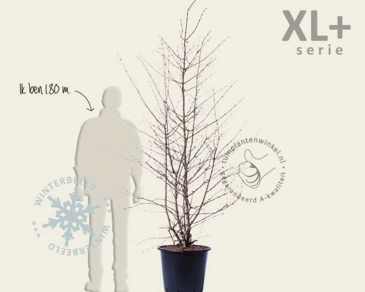 Viburnum plicatum 'Kilimandjaro' - XL+