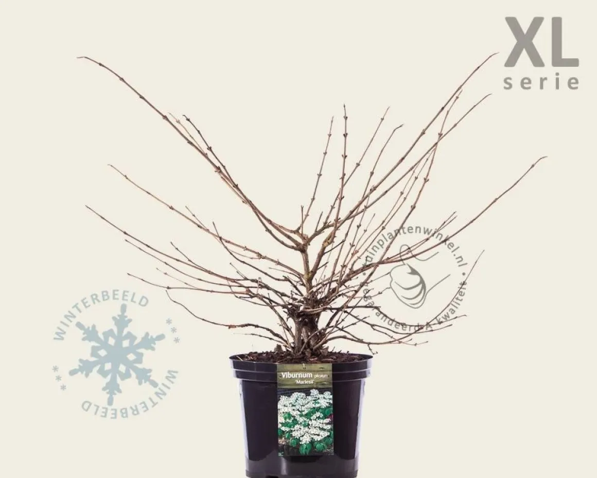 Viburnum plicatum 'Mariesii' - XL